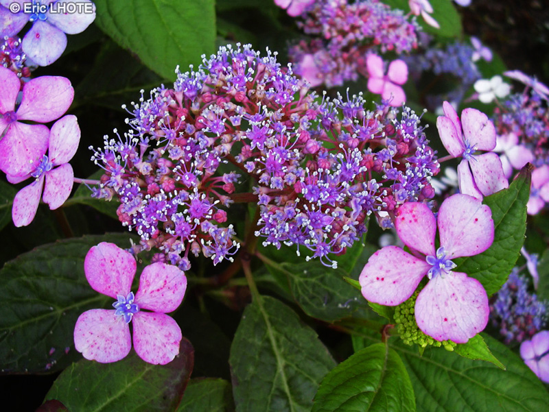 Hydrangeaceae - Hydrangea serrata - Hortensia bonnet de dentelle