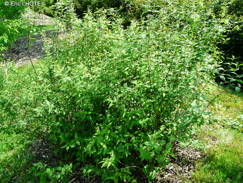 Hydrangeaceae - Philadelphus x lemoinei Bannière - Seringat