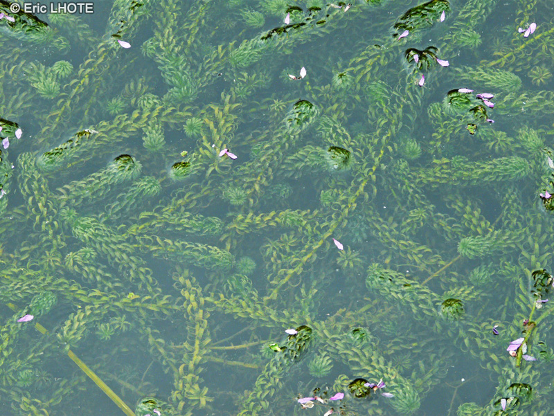Hydrocharitaceae - Elodea nuttallii - Elodée à feuilels étroites