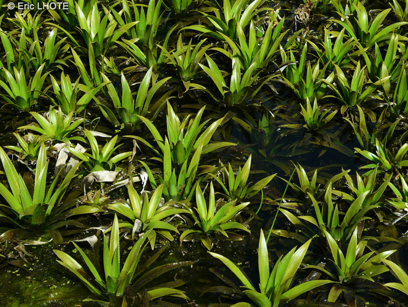 Hydrocharitaceae - Stratiotes aloides - Aloes d&rsquo;eau