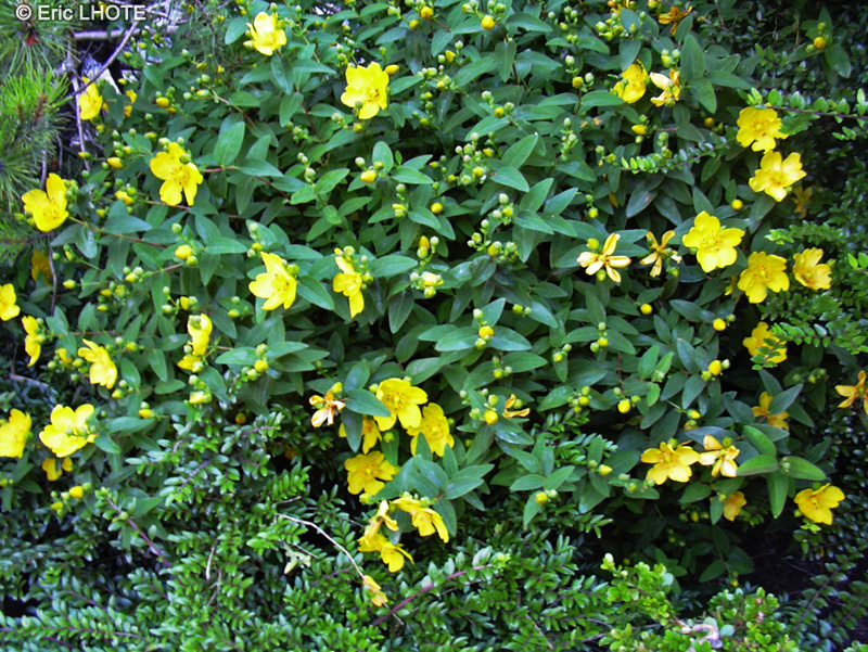 - Hypericum Hidcote - 