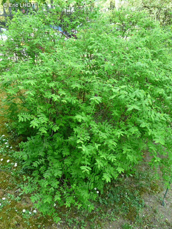 Hypericaceae - Hypericum dyeri - Millepertuis