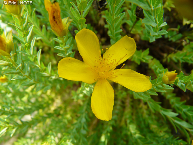  - Hypericum fragile - 