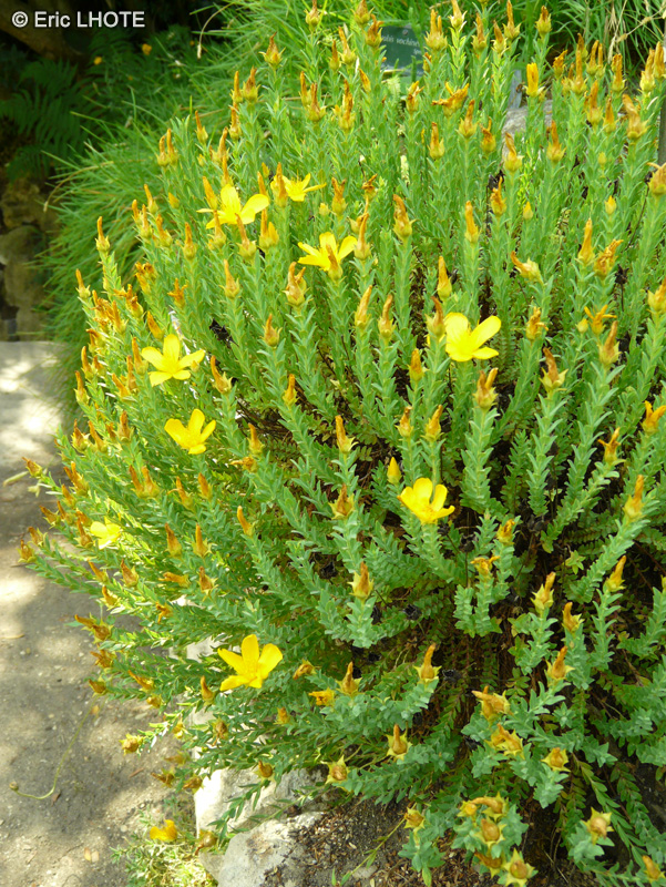 Hypericaceae - Hypericum fragile - Millepertuis