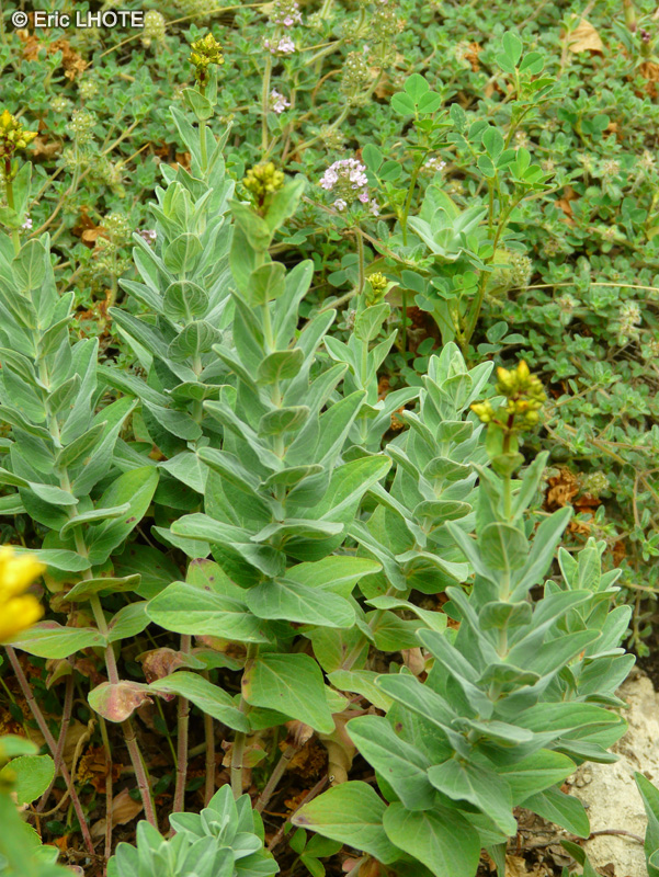  - Hypericum orientale - 