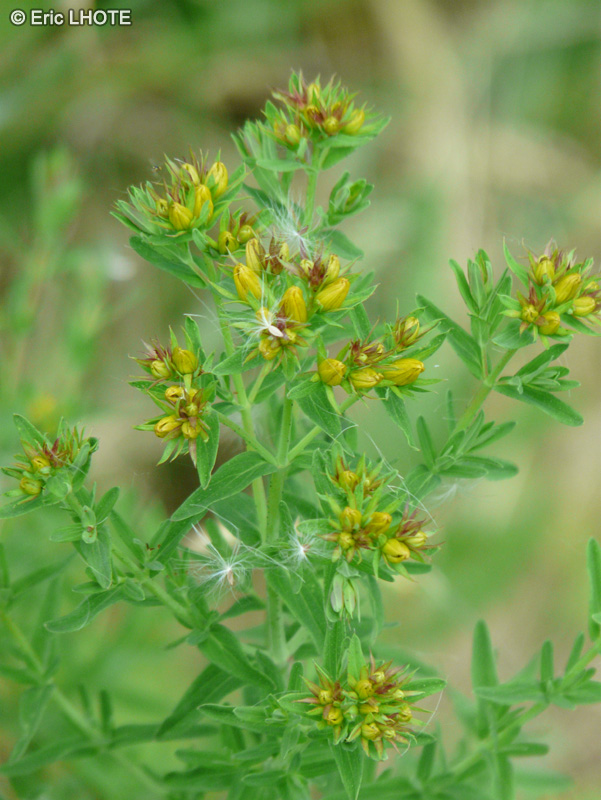 Hypericaceae - Hypericum perforatum - Millepertuis commun, Millepertuis perfor&eacute;, Millepertuis cili&eacute;, Herbe &agrave; mille trous, Herbe perc&eacute;e, Herbe de la saint Jean
