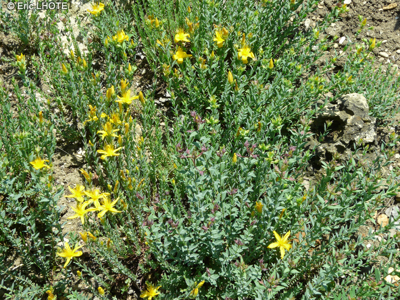  - Hypericum tetrapterum - 