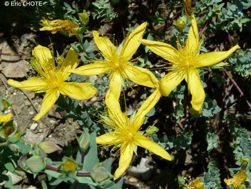 Hypericaceae - Hypericum tetrapterum - Millepertuis &agrave; quatre ailes