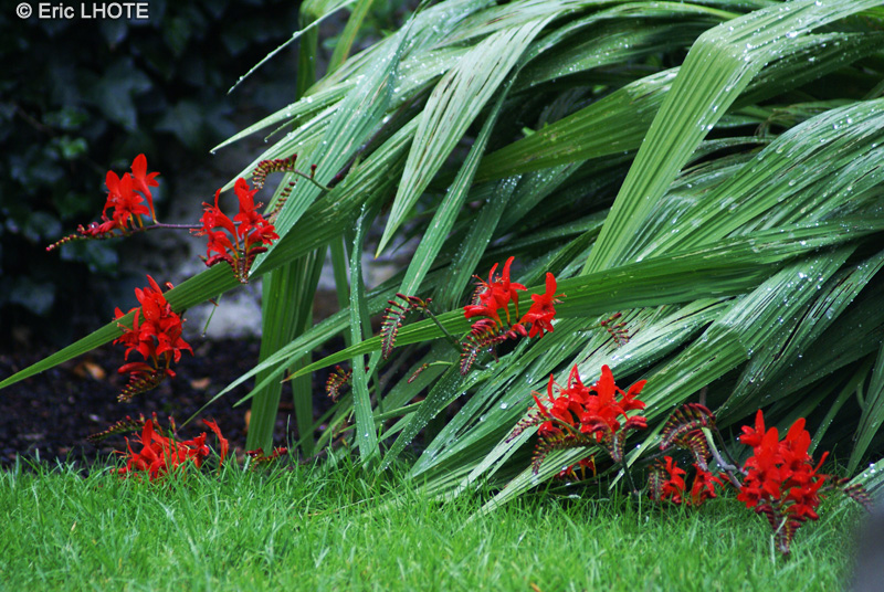 Iridaceae - Crocosmia Lucifer - Crocosmia, Crocosmie
