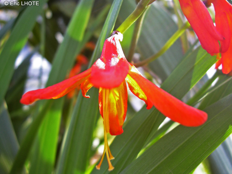 Iridaceae - Crocosmia x crocosmiiflora - Crocosmia, Crocosmie