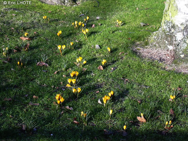  - Crocus flavus - 