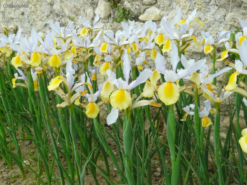  - Iris Apollo - 