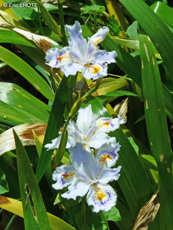  - Iris confusa - 