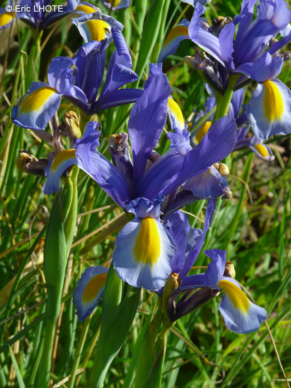 Iridaceae - Iris hollandica - Iris de Hollande