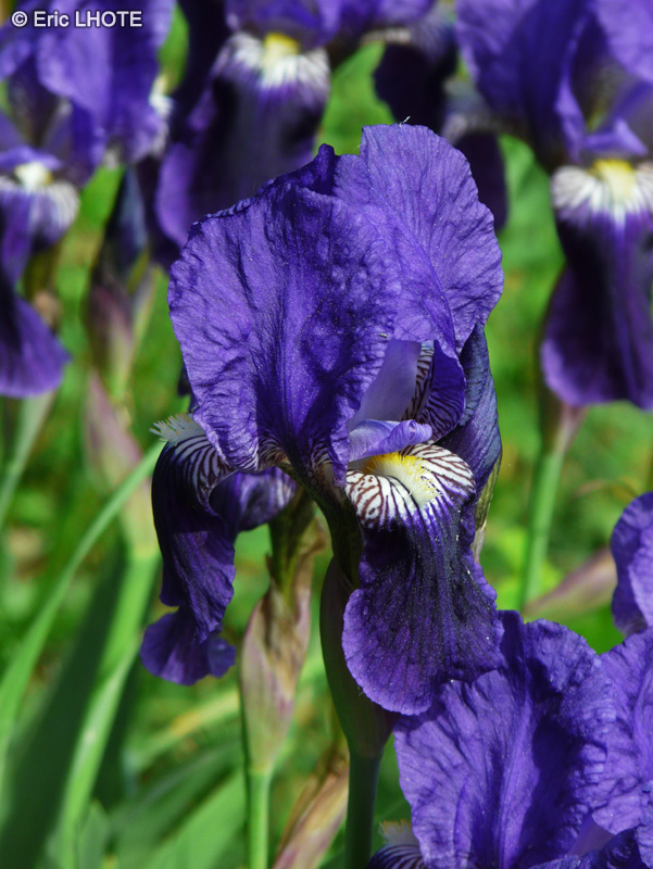  - Iris lutescens - 