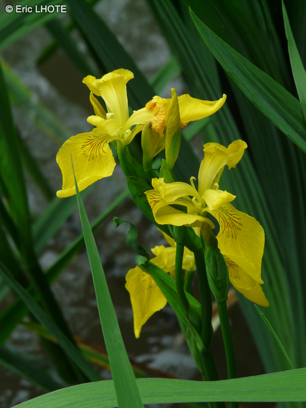  - Iris pseudoacorus - 