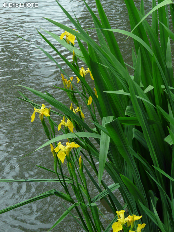  - Iris pseudoacorus - 