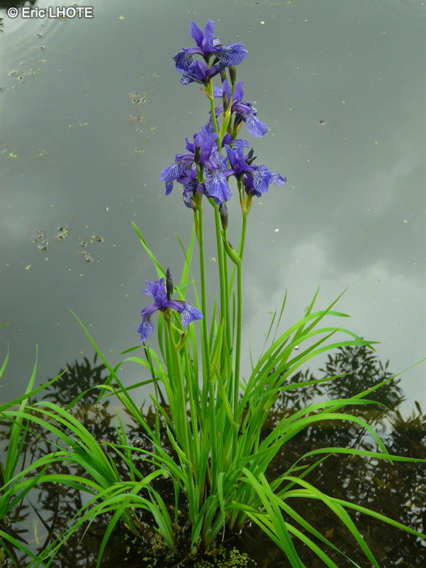  - Iris virginica - 