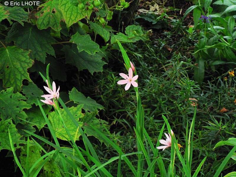  - Schizostylis coccinea - 