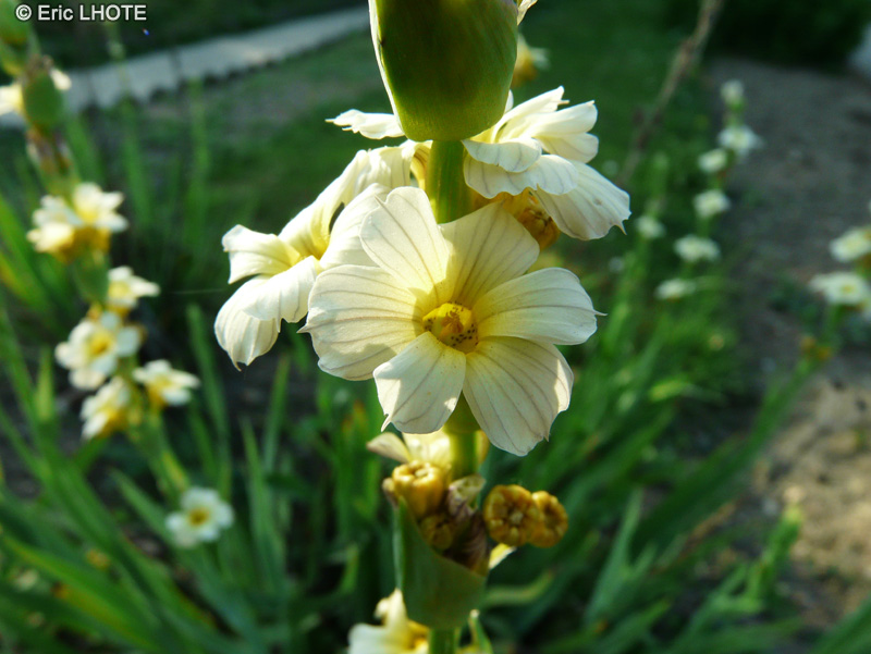 - Sisyrinchium striatum - 