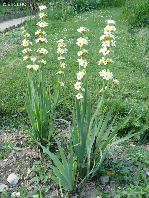  - Sisyrinchium striatum - 