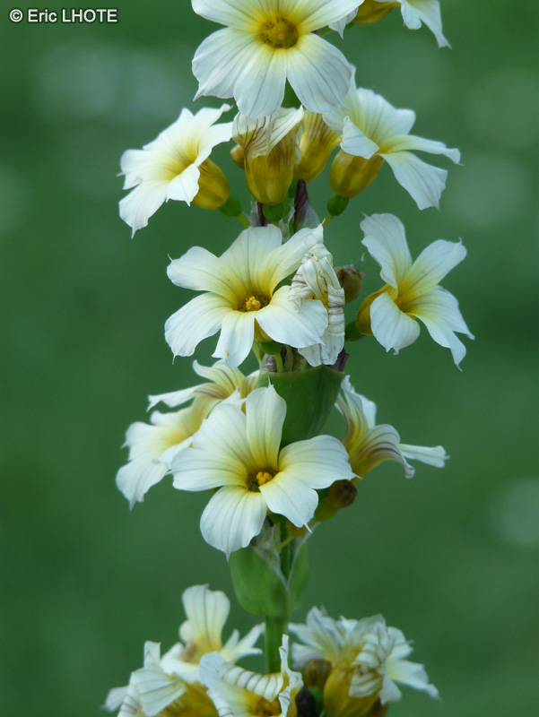  - Sisyrinchium striatum - 