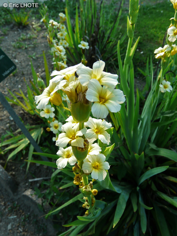 Iridaceae - Sisyrinchium striatum - Sisyrinque, Bermudienne stri&eacute;e