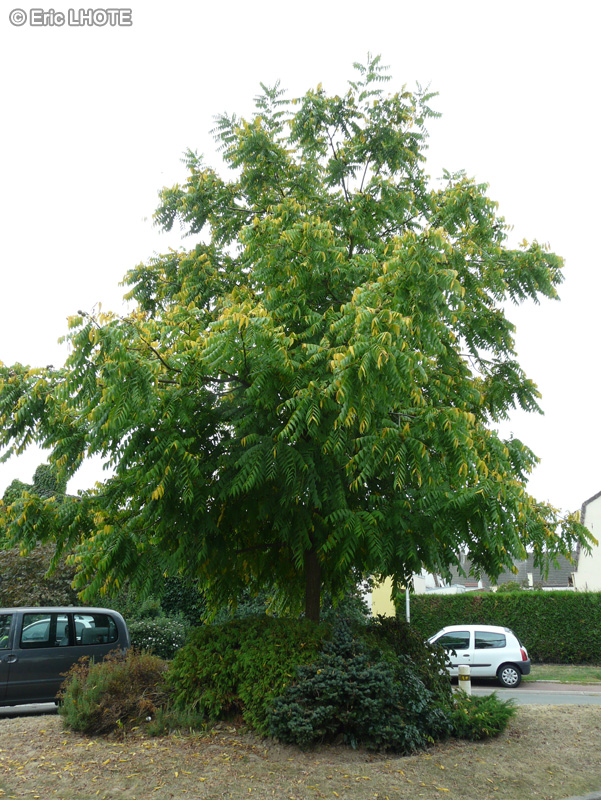 Juglandaceae - Juglans ailantifolia, Juglans cordiformis, Juglans sieboldiana - Noyer du Japon
