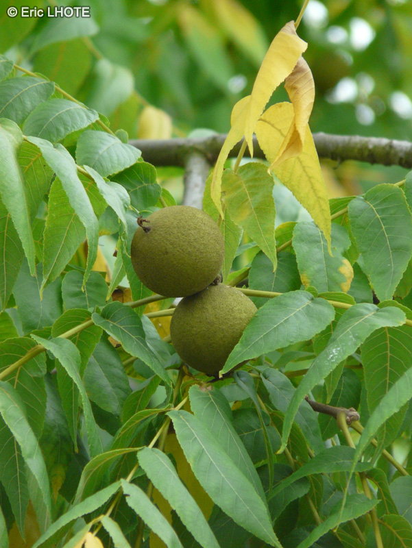 Juglandaceae - Juglans nigra - Noyer noir d’Amérique
