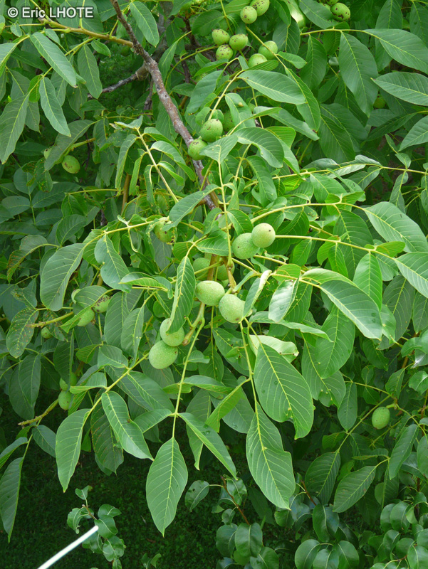  - Juglans regia - 