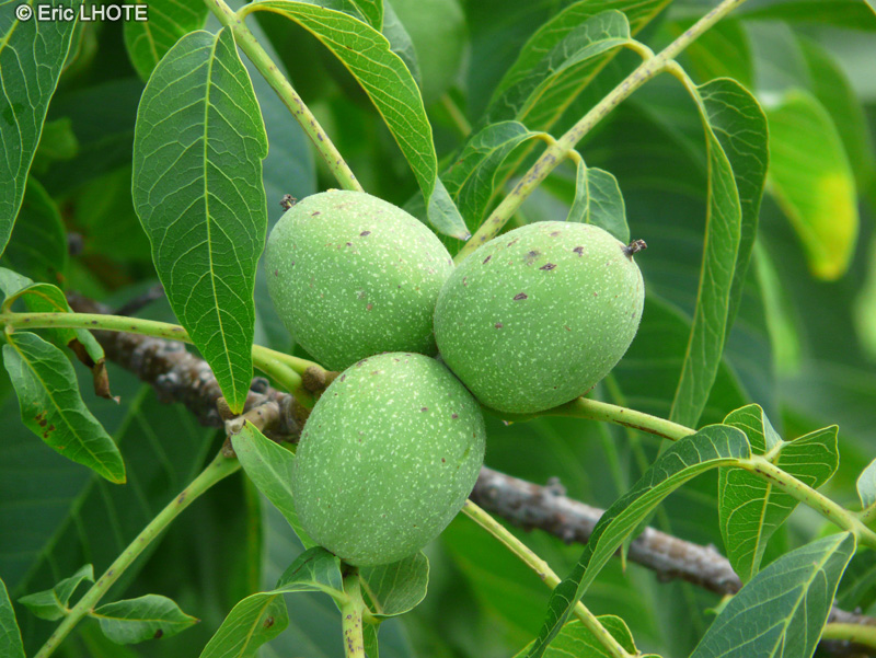  - Juglans regia - 