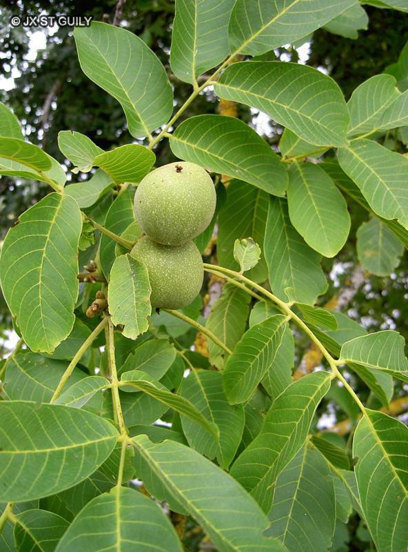 Juglandaceae - Juglans regia - Noyer commun, Noyer royal