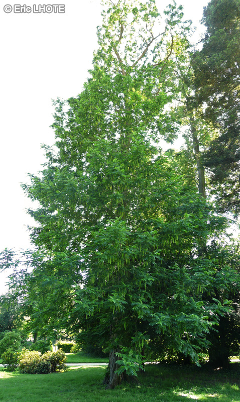  - Pterocarya fraxinifolia, Pterocarya caucasica - 