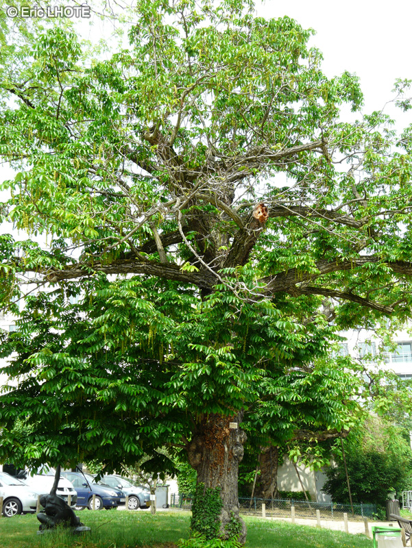 Juglandaceae - Pterocarya fraxinifolia, Pterocarya caucasica - Ptérocaryer du Caucase, Noyer du Caucase