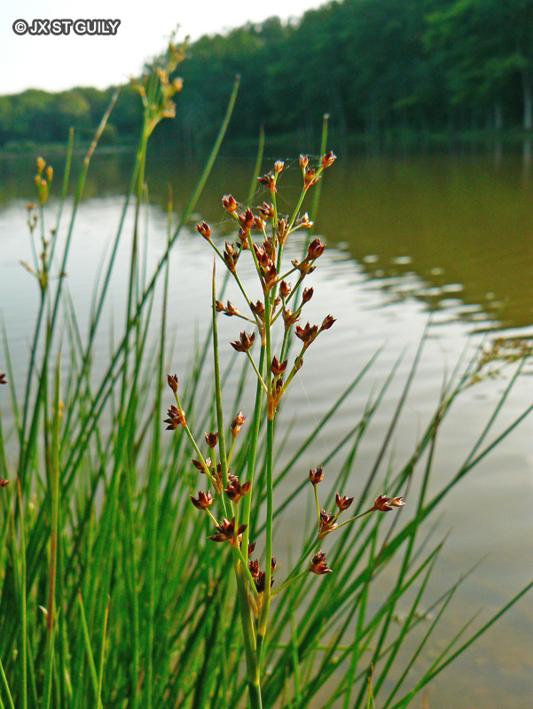 Juncaceae - Juncus acutiflorus - Jonc à fleurs aigües