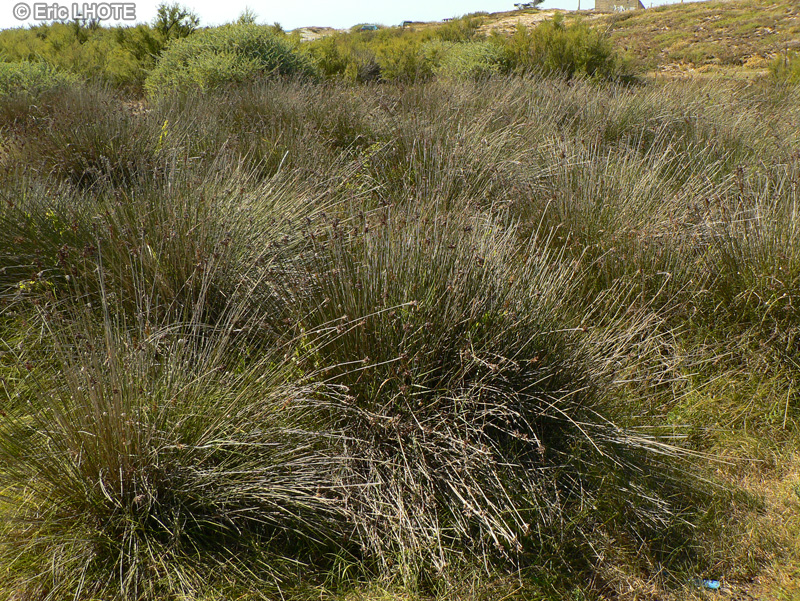  - Juncus acutus - 
