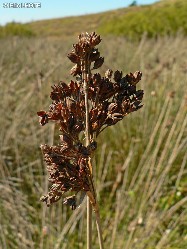  - Juncus acutus - 