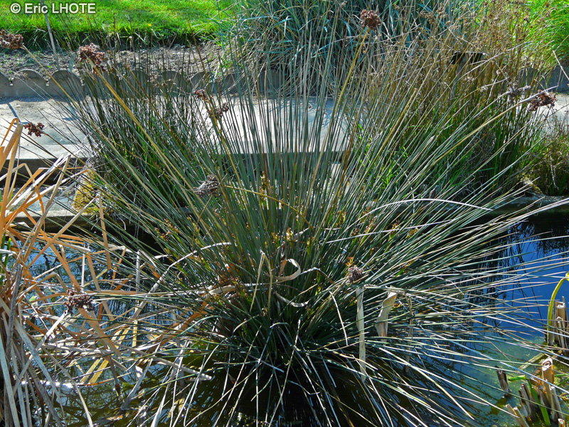 Juncaceae - Juncus acutus - Jonc piquant
