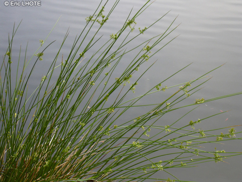  - Juncus effusus - 