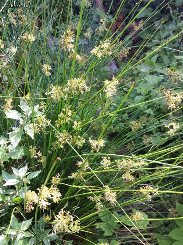  - Juncus effusus - 