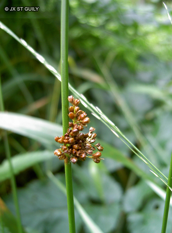 Juncaceae - Juncus effusus - Jonc épars, Jonc diffus