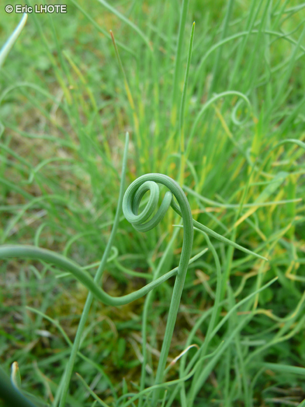  - Juncus effusus Spiralis - 