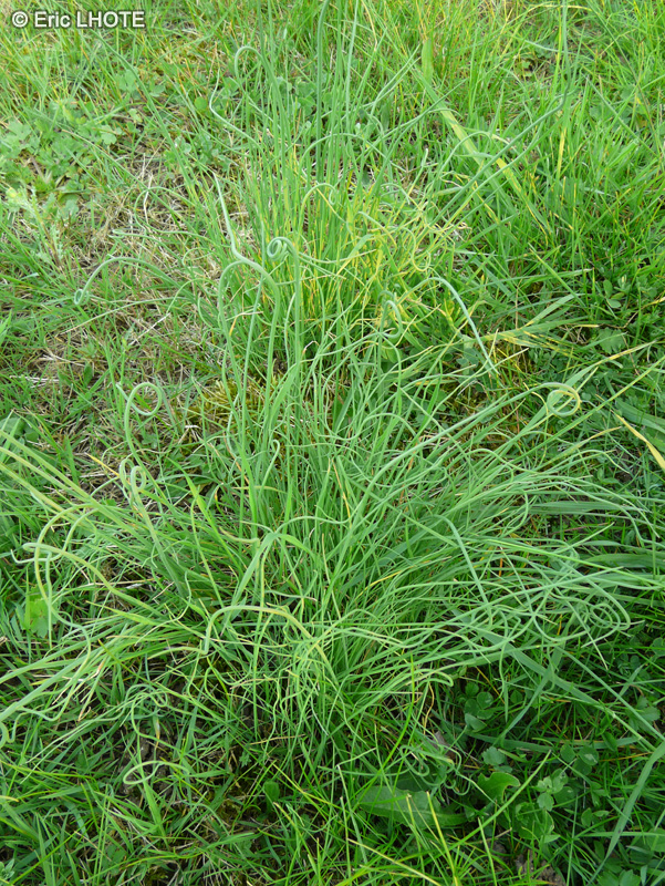 Juncaceae - Juncus effusus Spiralis - Jonc spiral&eacute;, Jonc tortueux