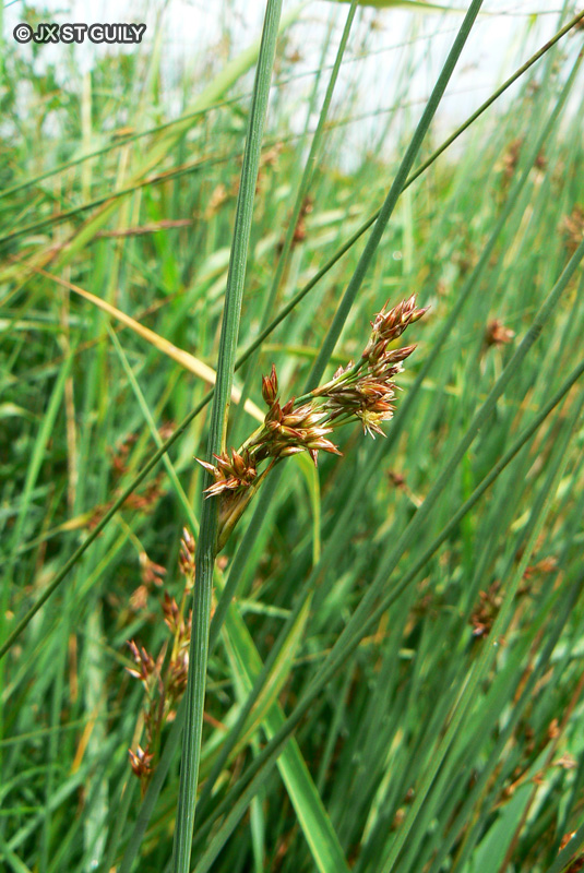 - Juncus inflexus, Juncus glaucus - 
