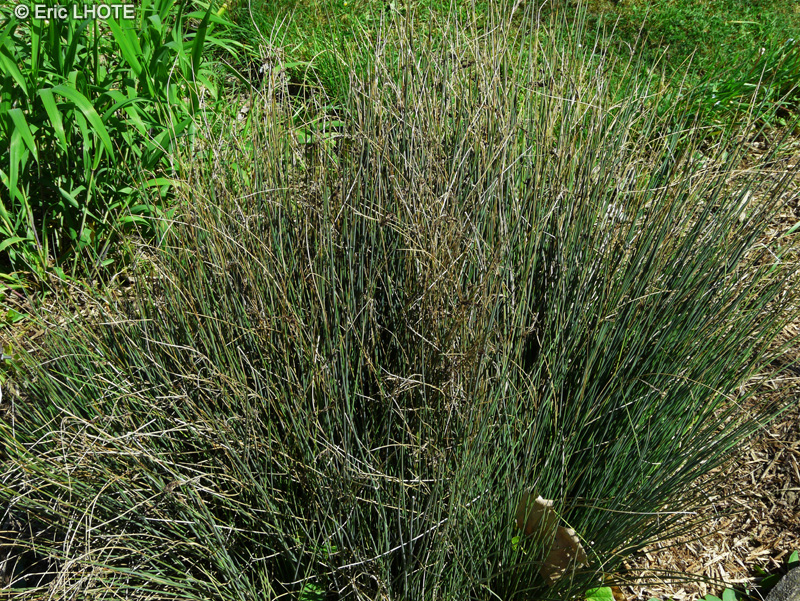 Juncaceae - Juncus inflexus, Juncus glaucus - Jonc glauque, Jonc des jardiniers, Jonc courbé