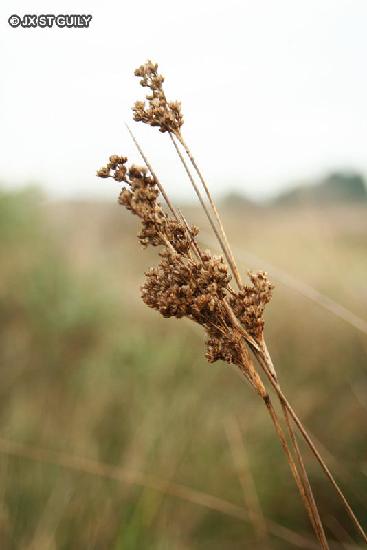  - Juncus maritimus - 