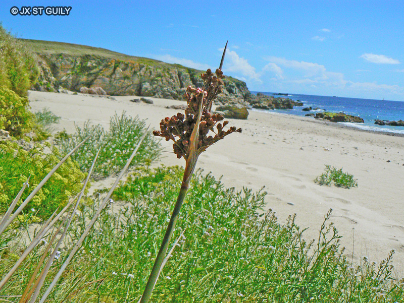  - Juncus maritimus - 
