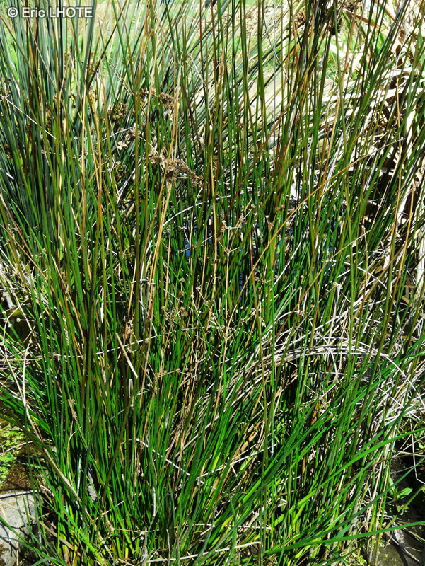 Juncaceae - Juncus maritimus - Jonc maritime