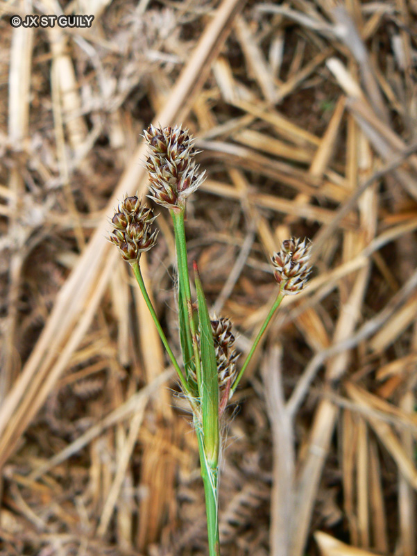 Juncaceae - Luzula multiflora - Luzule multiflore