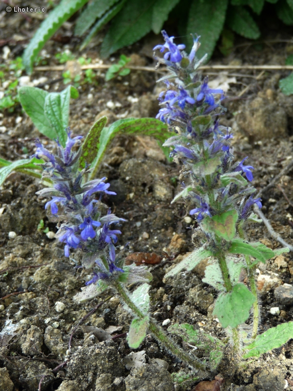 Lamiaceae - Ajuga genevensis - Buggle de Genève
